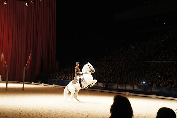 Spanish Riding School - 1